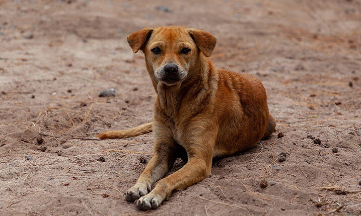 କେଡ଼େ ନିର୍ମମ! କୁକୁରକୁ ଜିଅନ୍ତା ଜାଳିଦେଲେ ମହିଳା, ଥାନାରେ ଏତଲା