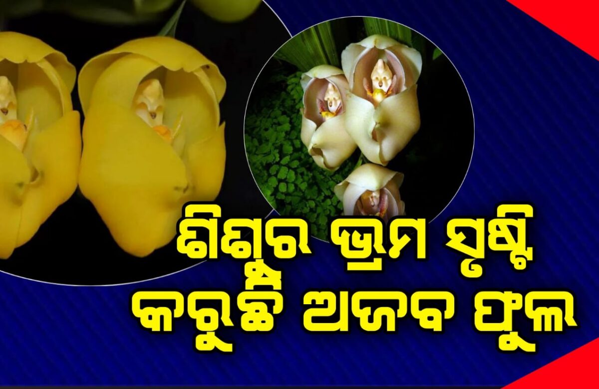 ଶିଶୁର ଭ୍ରମ ସୃଷ୍ଟି କରୁଛି ଅଜବ ଫୁଲ || FocusPlus