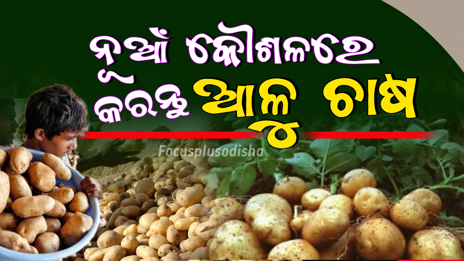 ନୂଆ କୌଶଳରେ ଆଳୁ ଚାଷ କରନ୍ତୁ- ବଢ଼ିବ ଅମଳ, କମିବ ଖର୍ଚ୍ଚ