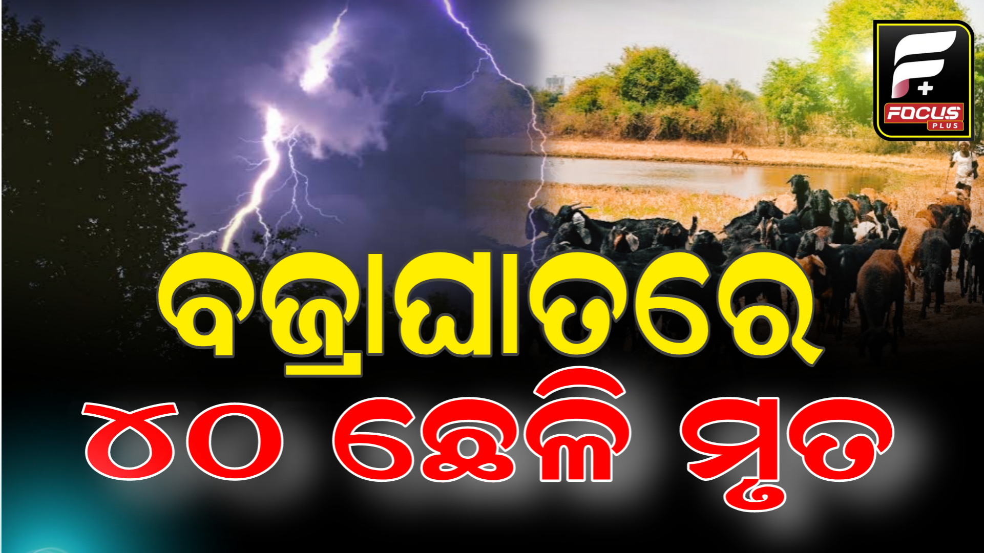 ବଜ୍ରାଘାତରେ ୪୦ ଛେଳି ମୃତ, ମୁଣ୍ଡରେ ହାତଦେଇ ବସିଛି ଛେଳି ଚାଷୀ।