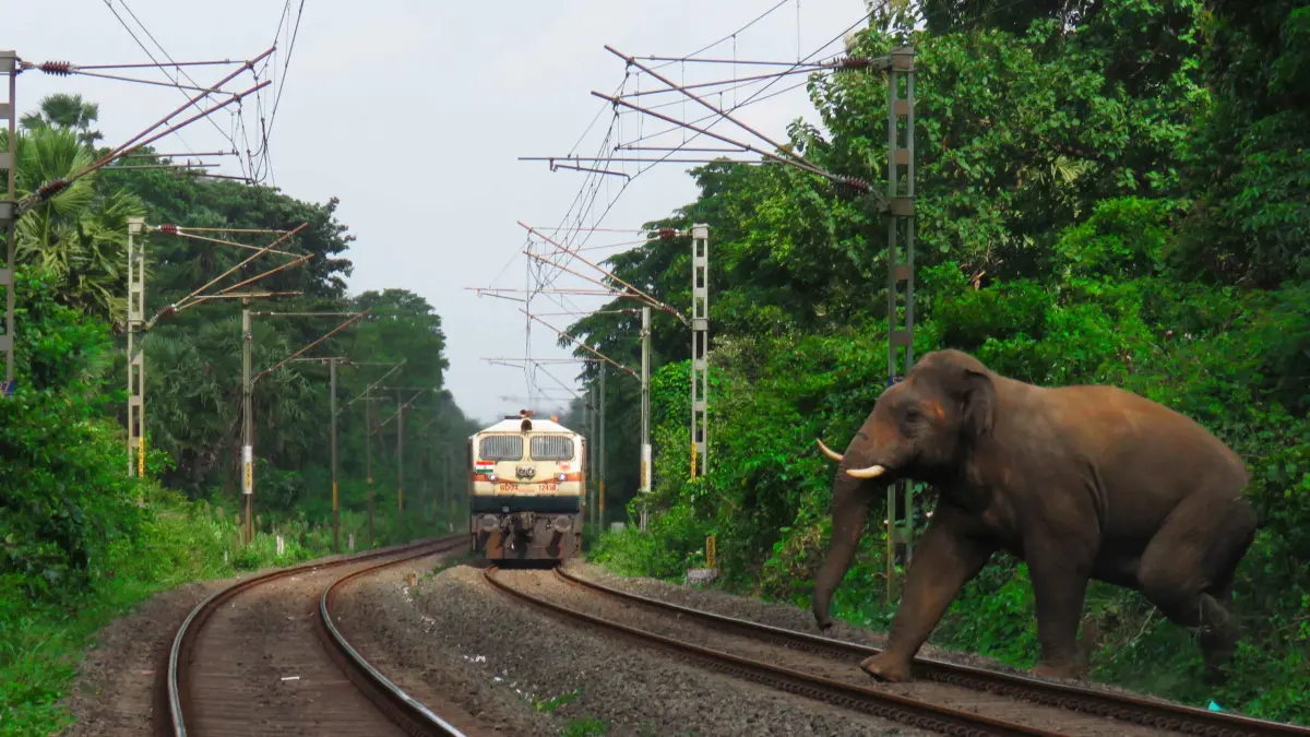 ସାଲିମାର ଟ୍ରେନ ଧକ୍କାରେ ଦନ୍ତାହାତୀ ମୃତ୍ୟୁ ଘଟଣା