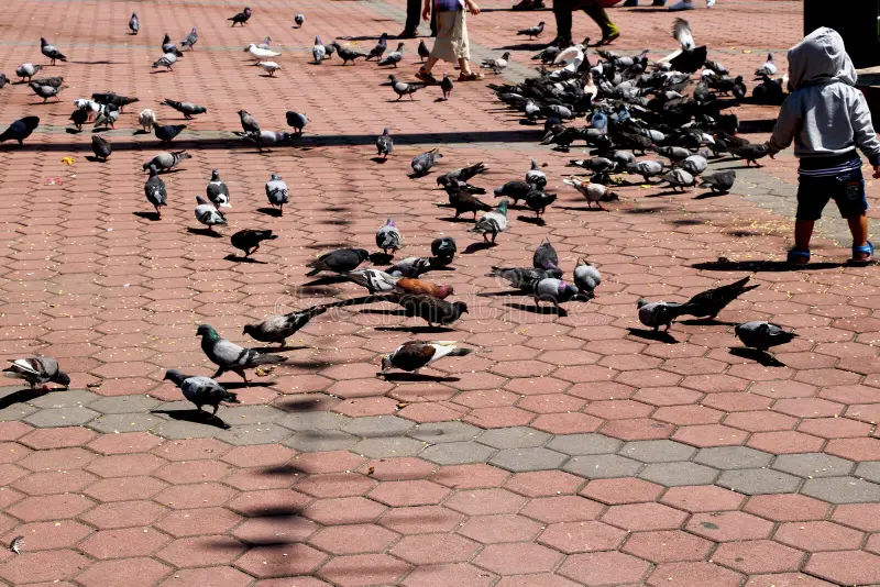 ପଶୁପକ୍ଷୀଙ୍କୁ ଖାଇବାକୁ ଦେଲେ ଦେବେ ଜୋରିମାନା