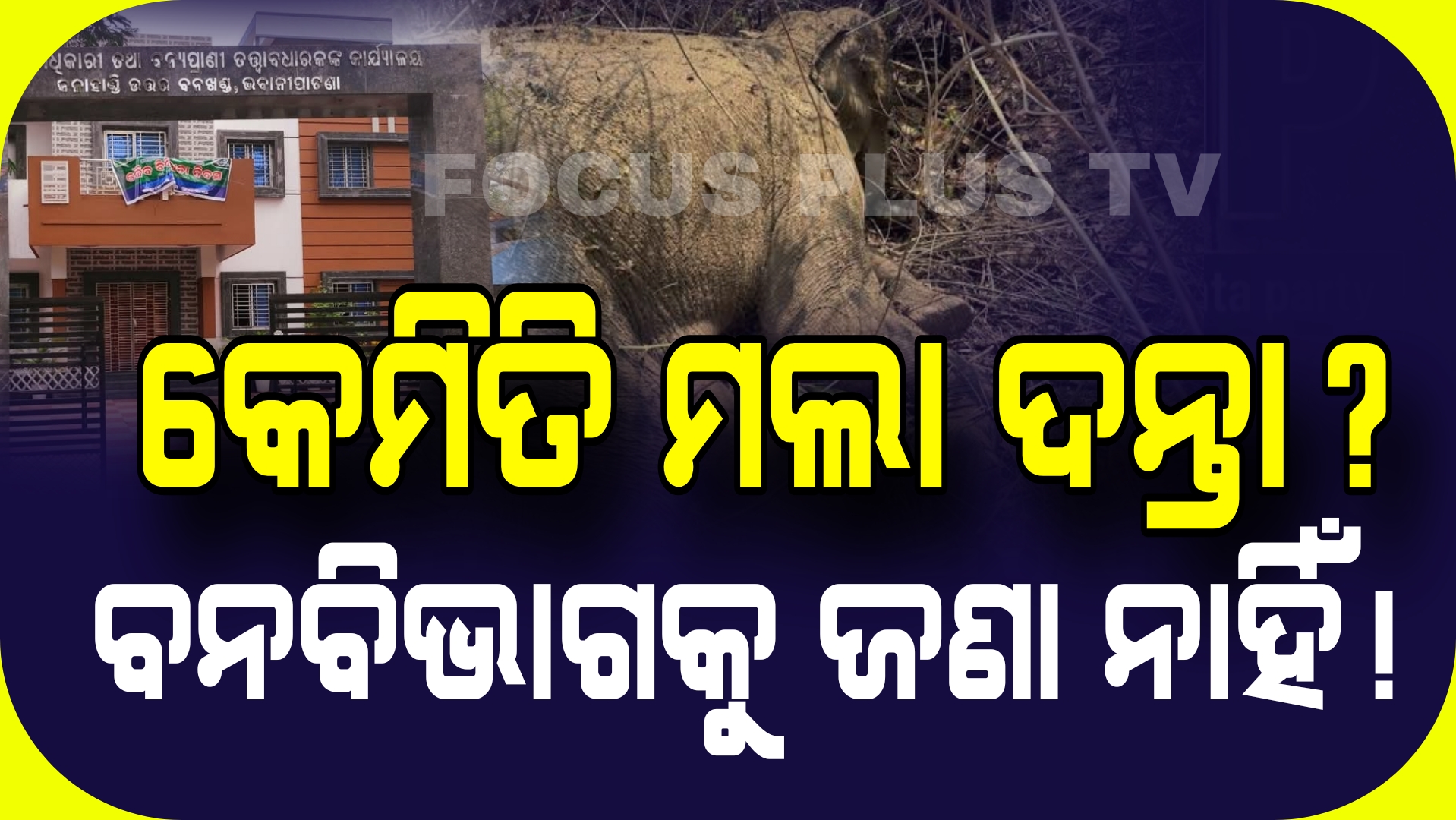 ନର୍ଲା ରେଞ୍ଜ ଗଲା ଆଉ ଏକ ଦନ୍ତାହାତୀର ଜୀବନ, ରହସ୍ୟ ଘେରରେ ହାତୀ ମୃତ!