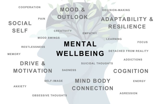 Mindful Living Gains Momentum as Indians Turn to Mental Wellness in 2026